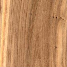 Chinese elm