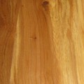 American elm